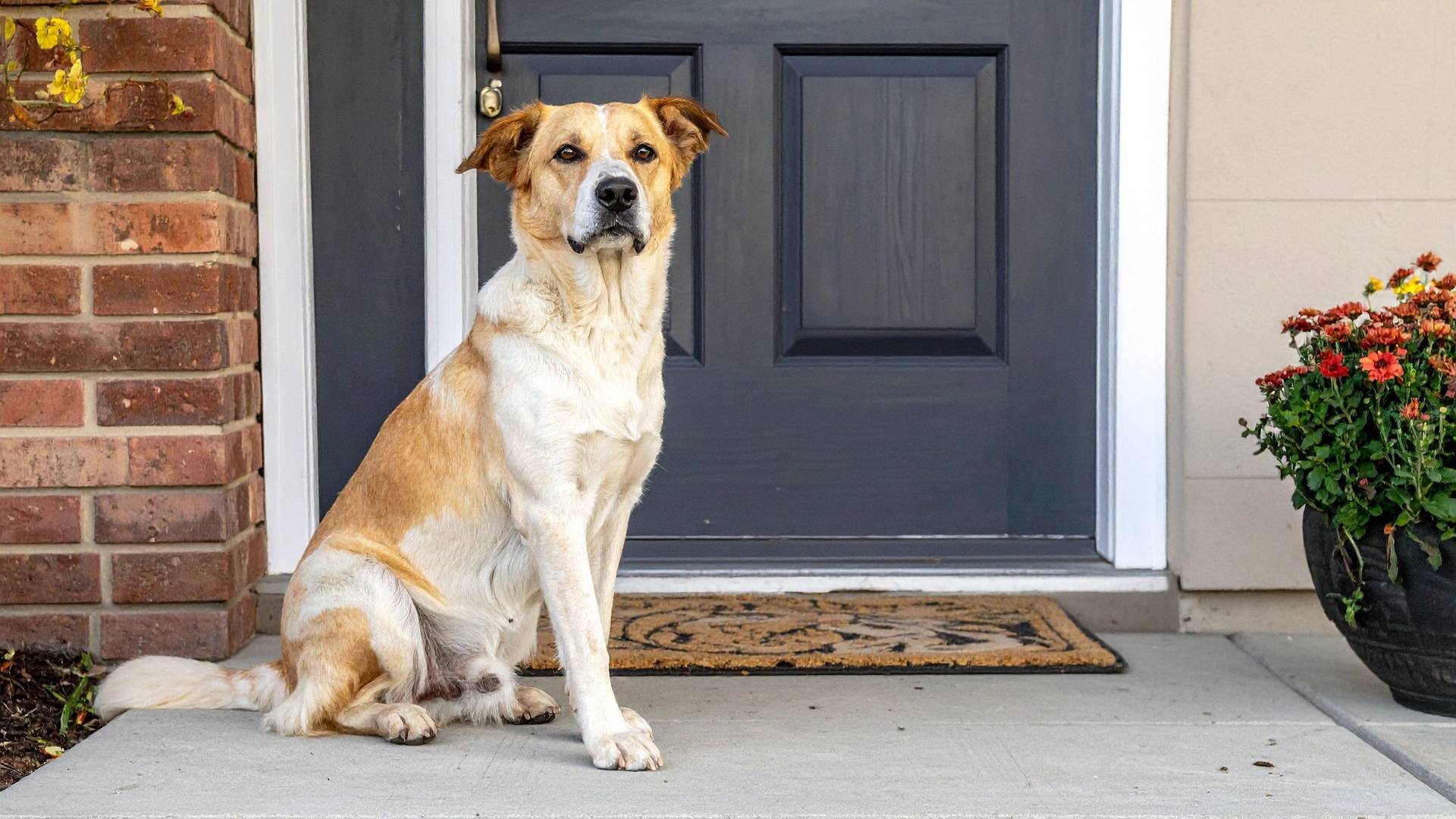 Dog sitting by a glass-paned door, ideal for an in-glass pet door